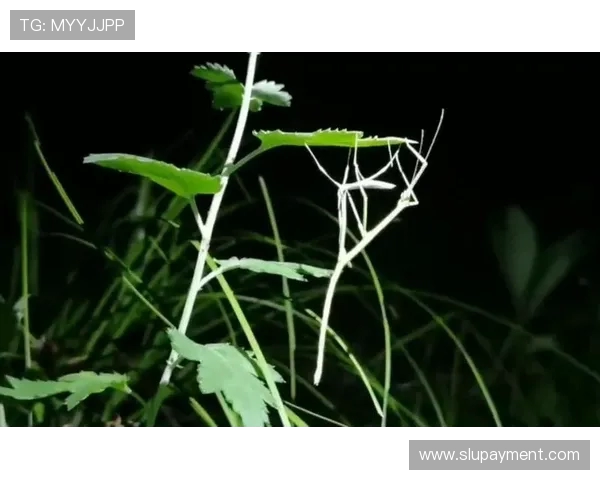 浜斿啝浼犲鍒樻檽瀹囨嫆缁濋€€褰癸紒鍖楁帶缁害鐮磋锛岀 20 瀛f垨鍔犵洘榛戦┈鐞冮槦缁啓鐢熸动 浜斿啝浼犲鍒樻檽瀹囨嫆缁濋€€褰癸紒鍖楁帶缁害鐮磋锛岀 20 瀛f垨鍔犵洘榛戦┈鐞冮槦缁啓鐢熸动